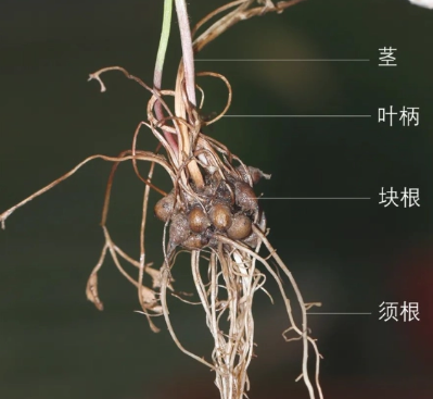 药材简介——猫爪草的使用历史
