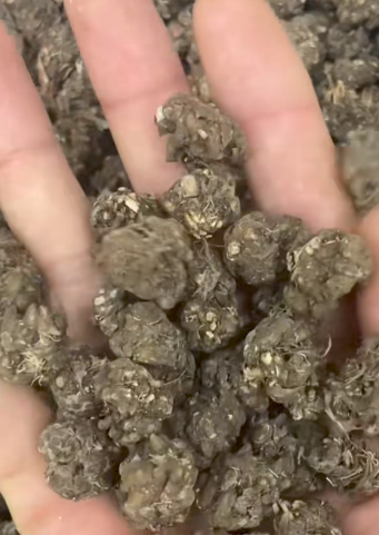 三张图教会您如何分辨猫爪草